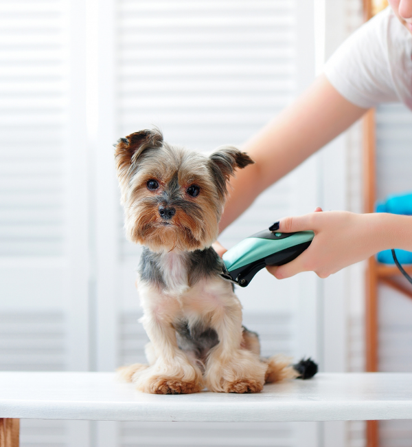 Conga’s Pet Grooming to Open First Brick & Mortar at Welleby Plaza